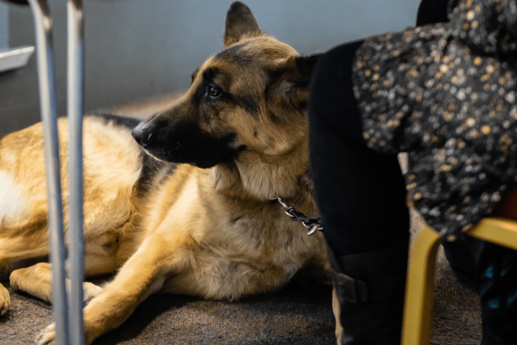 A hearing assistance dog